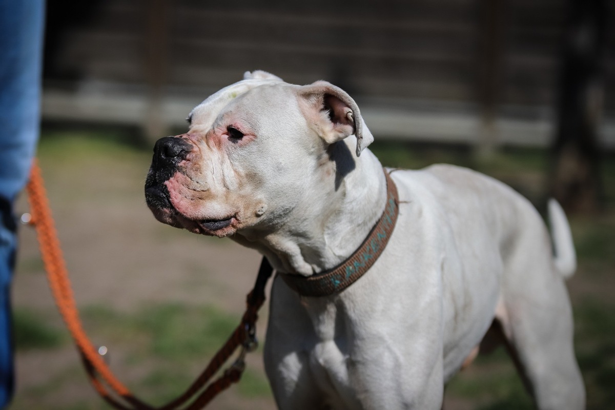 PM Tierheimtier des Monats Boxer Bailey aus Frankenthal sucht neues Zuhause Presseportal